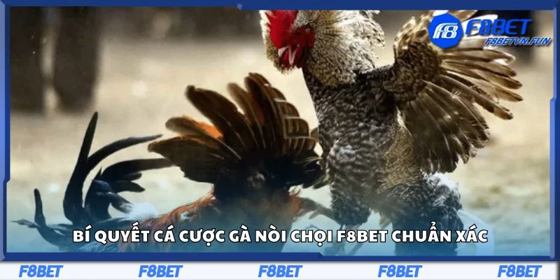 Bí quyết cá cược gà nòi chọi F8Bet chuẩn xác