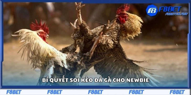 Bí quyết soi kèo đá gà cho newbie