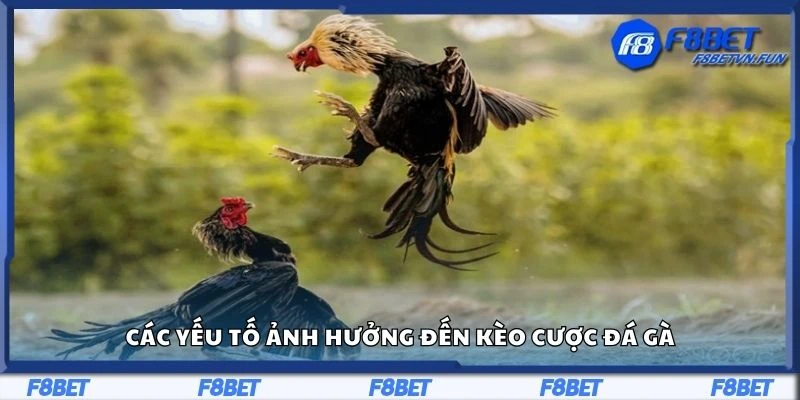 Các yếu tố ảnh hưởng đến kèo cược đá gà