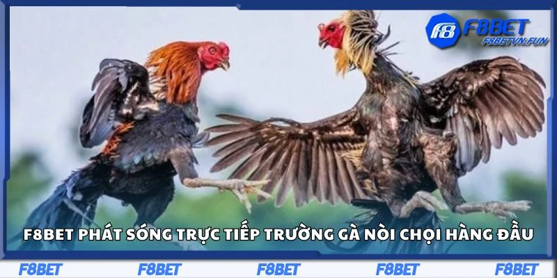F8Bet phát sóng trực tiếp trường gà nòi chọi hàng đầu