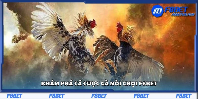 Khám phá cá cược gà nòi chọi F8Bet