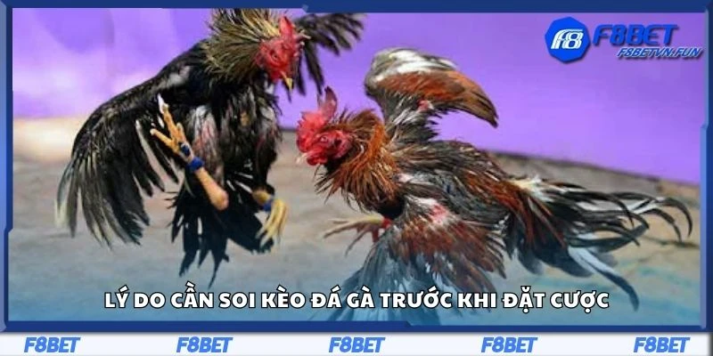 Lý do cần soi kèo đá gà trước khi đặt cược